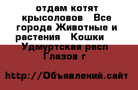 отдам котят крысоловов - Все города Животные и растения » Кошки   . Удмуртская респ.,Глазов г.